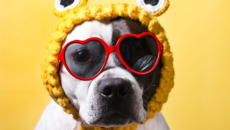 Are Essential Oils Safe for Dogs?