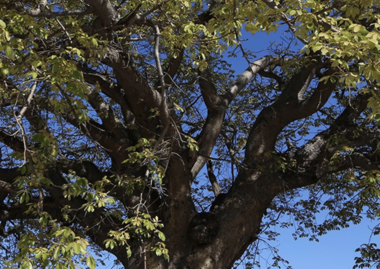 Mongongo Seed Oil: A Southern African Gem for Natural Beauty
