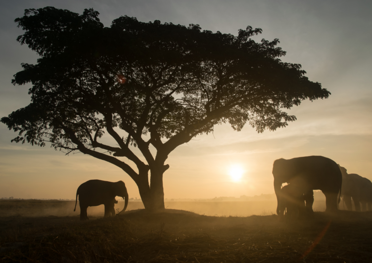 10 Reasons Why Marula Oil is Your New Favorite Massage Oil