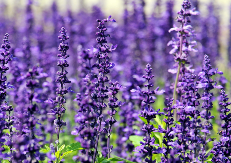 Illuminating Lavender Serum