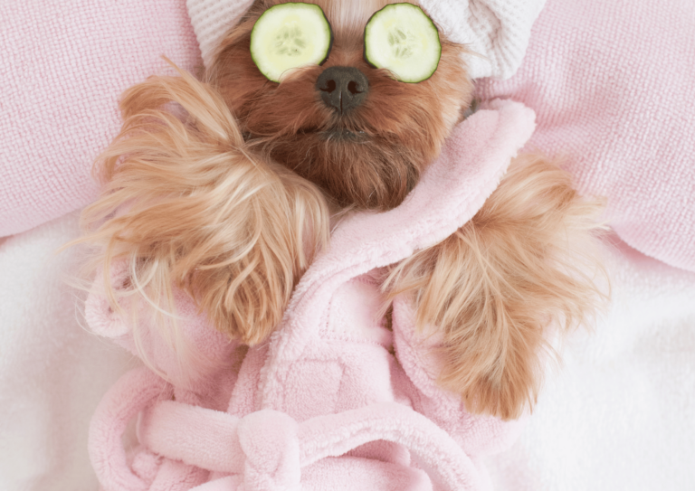 A Guide to Using Carrier Oils for Dogs: Benefits, Usage, and a Dog-Friendly Paw Balm Recipe