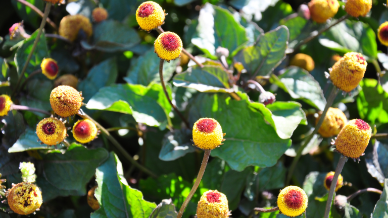 Paracress Oil Extract: A Natural Wonder for Radiant Skin
