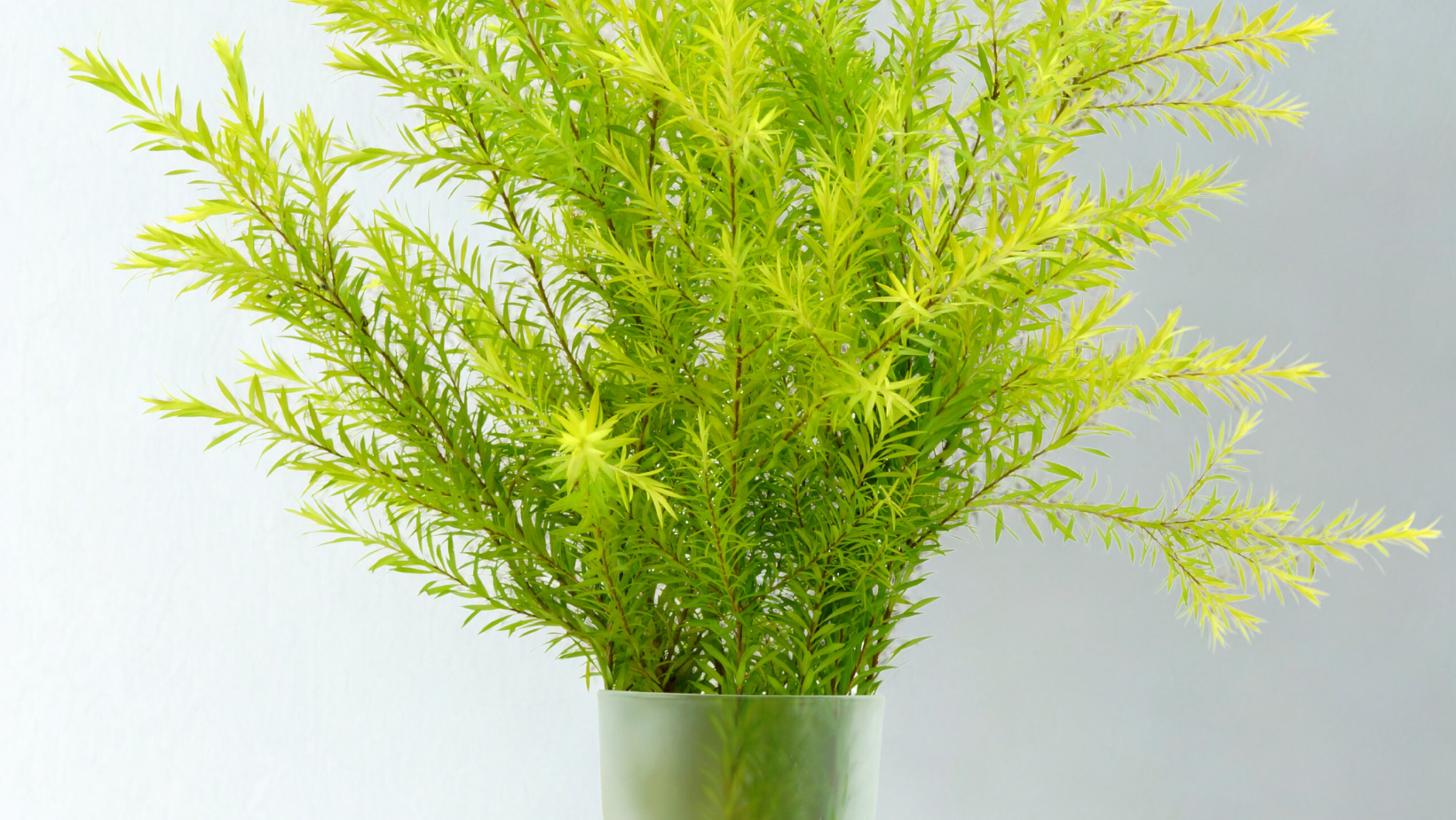 The Ultimate Guide to Tea Tree Essential Oil: Uses, Benefits, and How to Use It Safely