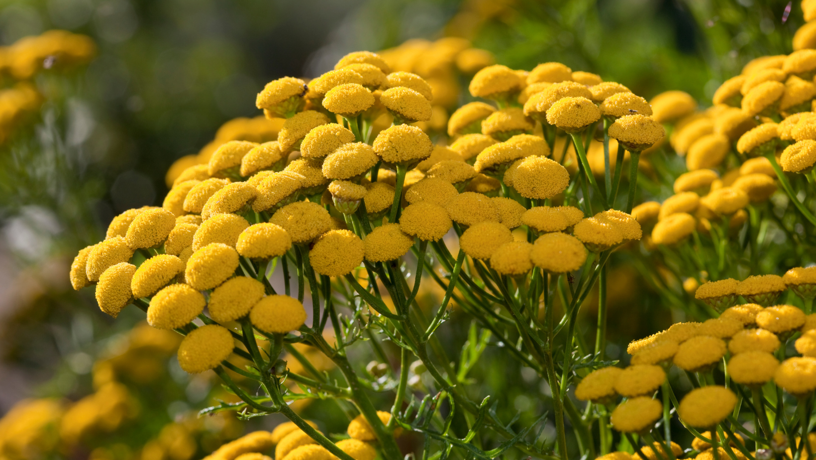Unlocking the Magic of Blue Tansy Essential Oil: A Holistic Must-Have