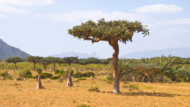 Myrrh Tree (Commiphora myrrha) – Nature’s Sacred Resin