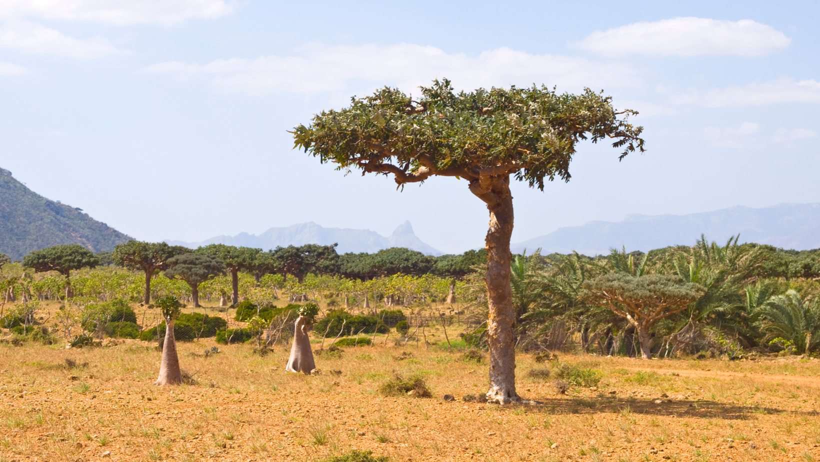 Myrrh Tree (Commiphora myrrha) – Nature’s Sacred Resin